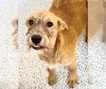 Small #1 Labrador Retriever Mix