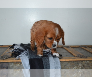 Cavalier King Charles Spaniel Litter for sale in GREENWOOD, WI, USA