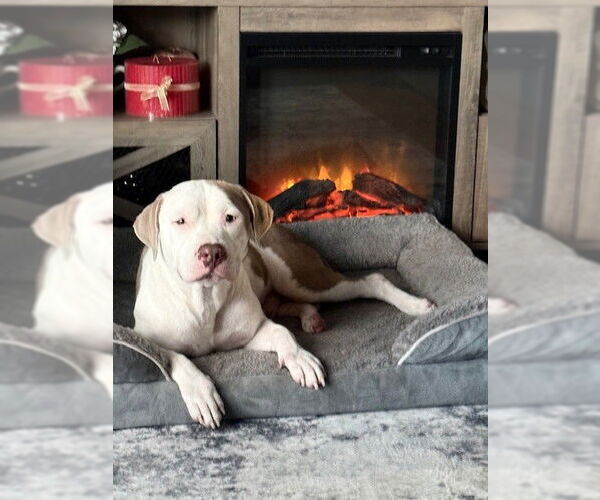 Medium Photo #2 Staffordshire Bull Terrier Puppy For Sale in Ocala, FL, USA