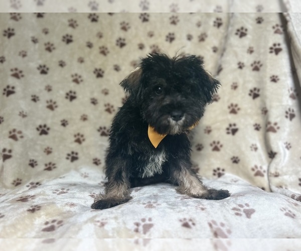 Medium Photo #4 Schnauzer (Miniature) Puppy For Sale in LAKELAND, FL, USA