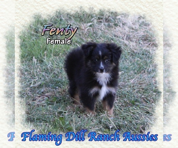 Medium Photo #1 Miniature Australian Shepherd Puppy For Sale in FORESTBURG, TX, USA