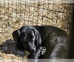 Small Photo #25 German Shorthaired Pointer Puppy For Sale in MCKINNEY, TX, USA