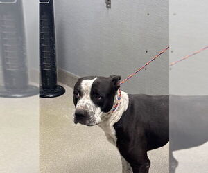 American Pit Bull Terrier-Unknown Mix Dogs for adoption in Las Vegas, NV, USA