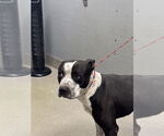 Small American Pit Bull Terrier Mix