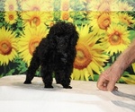 Pedro - Male Poodle (Toy) Puppy for Sale - Photo #5