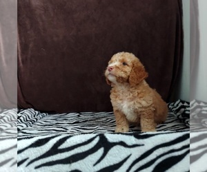 Goldendoodle (Miniature) Puppy for sale in FRYTOWN, IA, USA