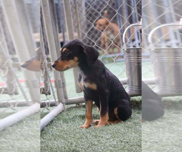 Medium Photo #4 Mutt Puppy For Sale in garner, NC, USA