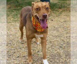 Mutt Dogs for adoption in San Antonio, TX, USA