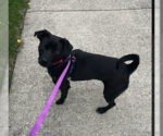 Small Beagle Mix