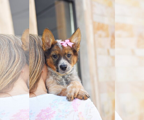 Medium Photo #3 German Shepherd Dog-Unknown Mix Puppy For Sale in Sandy, UT, USA