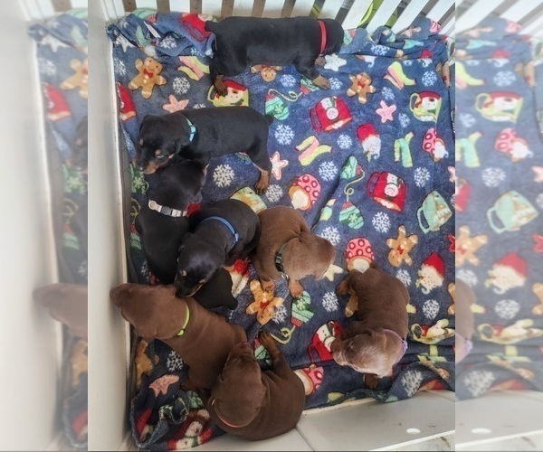 Medium Photo #2 Doberman Pinscher Puppy For Sale in SALLEY, SC, USA