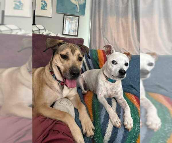 Medium Photo #2 Mutt Puppy For Sale in Holly Springs, NC, USA