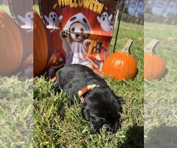 Medium Photo #15 Labrador Retriever Puppy For Sale in NEOLA, WV, USA