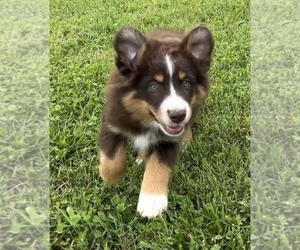 Australian Shepherd Puppy for sale in NEOSHO, MO, USA