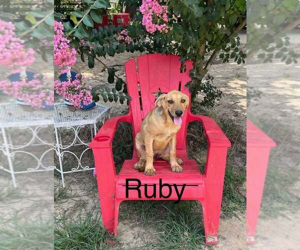 Medium Photo #1 Mutt Puppy For Sale in FRAMINGHAM, MA, USA