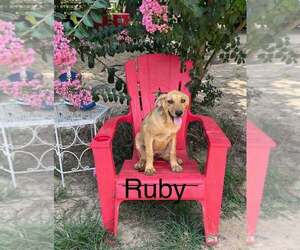 Mutt Dogs for adoption in FRAMINGHAM, MA, USA