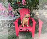 Small Mutt