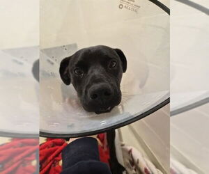 Mutt Dogs for adoption in Fremont, CA, USA