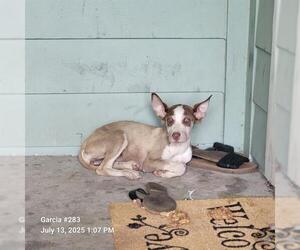 Labrador Retriever-Unknown Mix Dogs for adoption in San Antonio, TX, USA