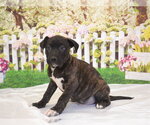 Small #1 Mutt