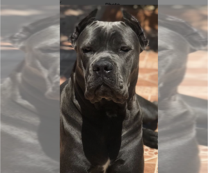 Mother of the Cane Corso puppies born on 09/05/2019