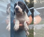 Small #2 Basset Hound Mix