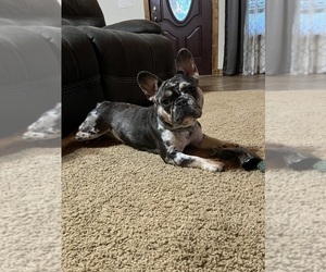 Mother of the French Bulldog puppies born on 11/07/2025