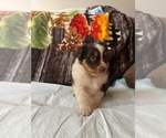 Puppy Dory Australian Shepherd