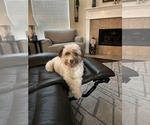 Small #1 Aussiedoodle Miniature 