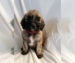 Small Photo #5 Poodle (Standard) Puppy For Sale in ODESSA, WA, USA