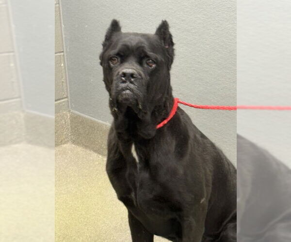 Medium Photo #1 Mutt Puppy For Sale in Las Vegas, NV, USA