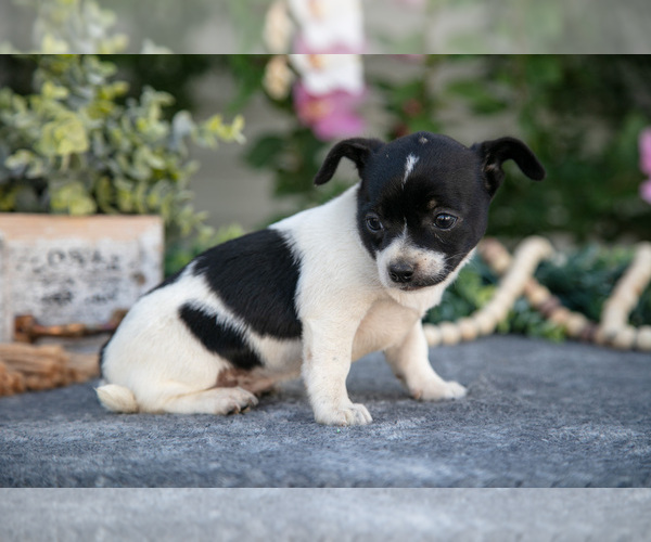 Medium Photo #2 Chihuahua Puppy For Sale in MONROE, IN, USA