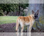 Small #6 German Shepherd Dog Mix