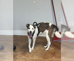Small #2 Australian Shepherd Mix