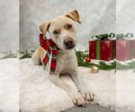 Small Photo #4 Labrador Retriever-Unknown Mix Puppy For Sale in Princeton, MN, USA