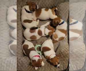 Russell Terrier Puppy for sale in MARSHVILLE, NC, USA