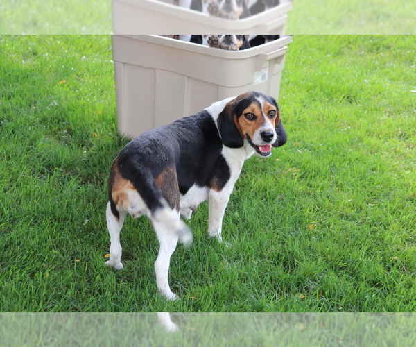 Medium Photo #1 Beagle Puppy For Sale in SHILOH, OH, USA