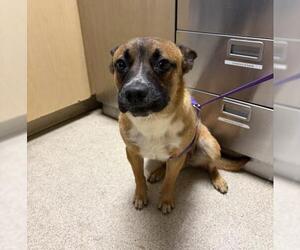 Mutt Dogs for adoption in Riverside, CA, USA