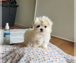 Puppy Bird Maltese