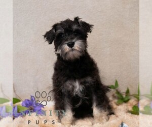 Schnauzer (Miniature) Puppy for Sale in MIFFLINBURG, Pennsylvania USA