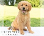 Small #1 Golden Retriever