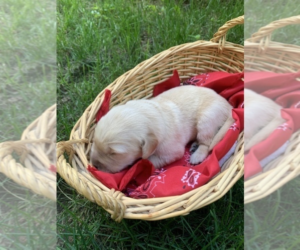Medium Photo #2 Golden Retriever Puppy For Sale in BEAVERCREEK TOWNSHIP, OH, USA