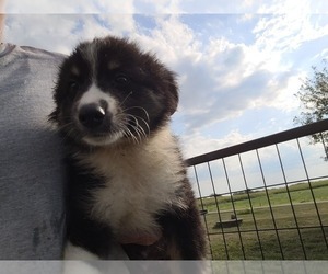 Miniature Australian Shepherd Puppy for sale in MOULTON, IA, USA