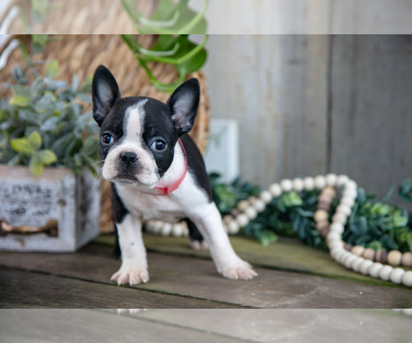 Medium Photo #22 Boston Terrier Puppy For Sale in MILLERSBURG, OH, USA