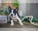 Small Photo #22 Boston Terrier Puppy For Sale in MILLERSBURG, OH, USA