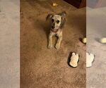 Small #7 Dachshund Mix