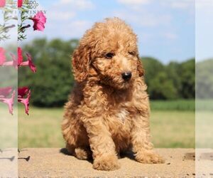 Goldendoodle-Poodle (Miniature) Mix Puppy for sale in PARADISE, PA, USA