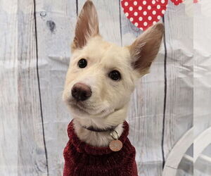 Siberian Husky-Unknown Mix Dogs for adoption in Fargo, ND, USA