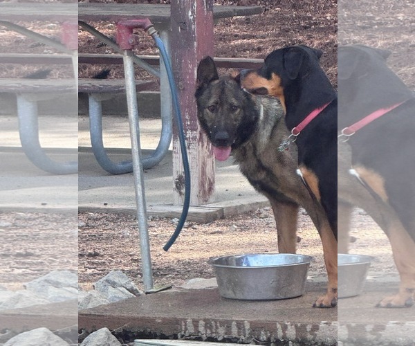 Medium Photo #4 German Shepherd Dog-Unknown Mix Puppy For Sale in Holly Springs, NC, USA