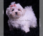 Small Photo #18 Maltese Puppy For Sale in WARSAW, IN, USA